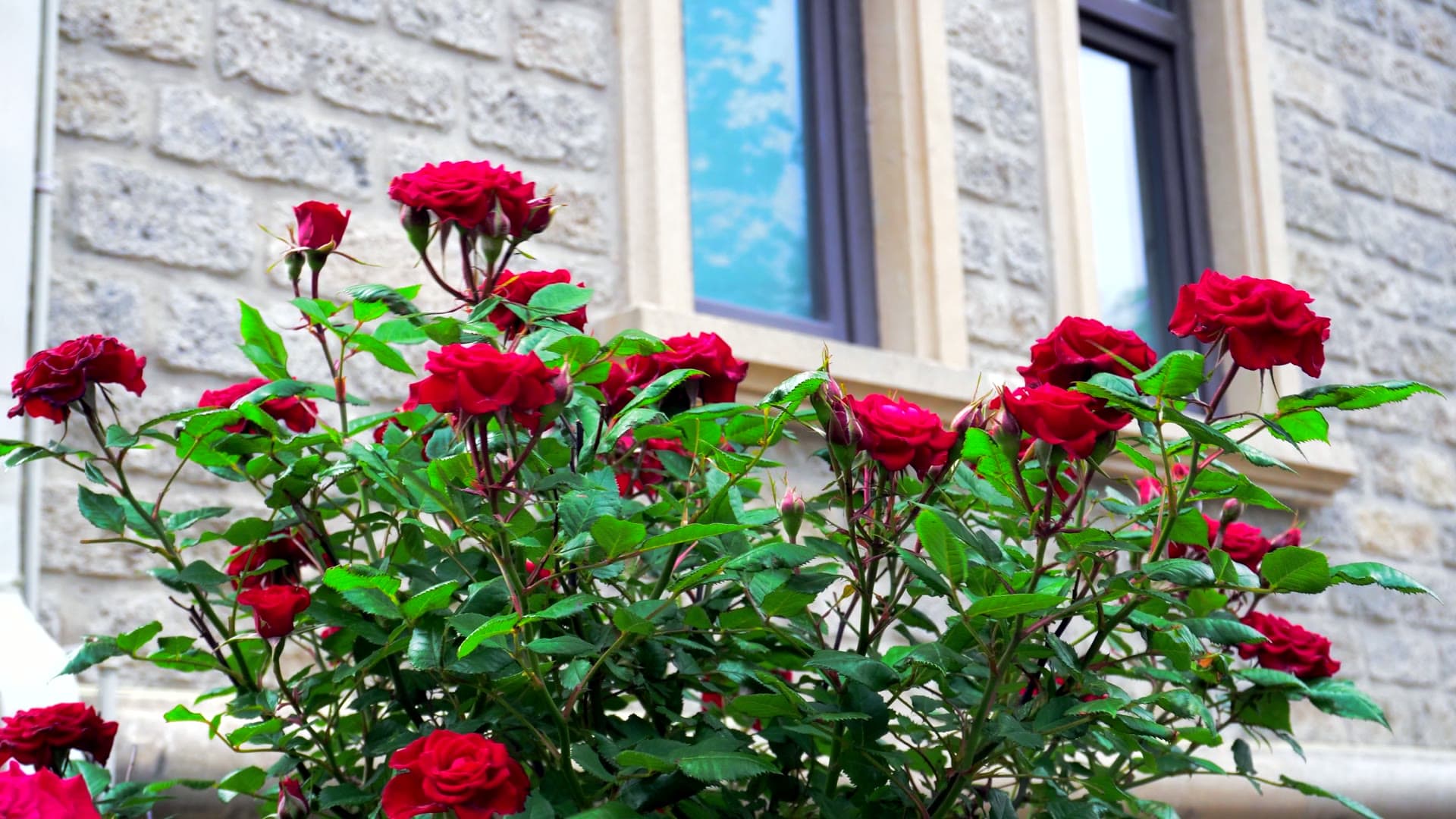 Roses blooming across the Antique Rose Farm on a summer morning